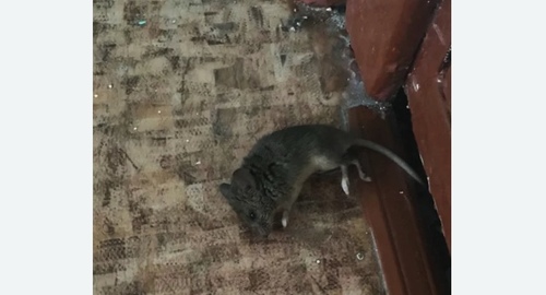 Дезинфекция от мышей в Новоалтайске